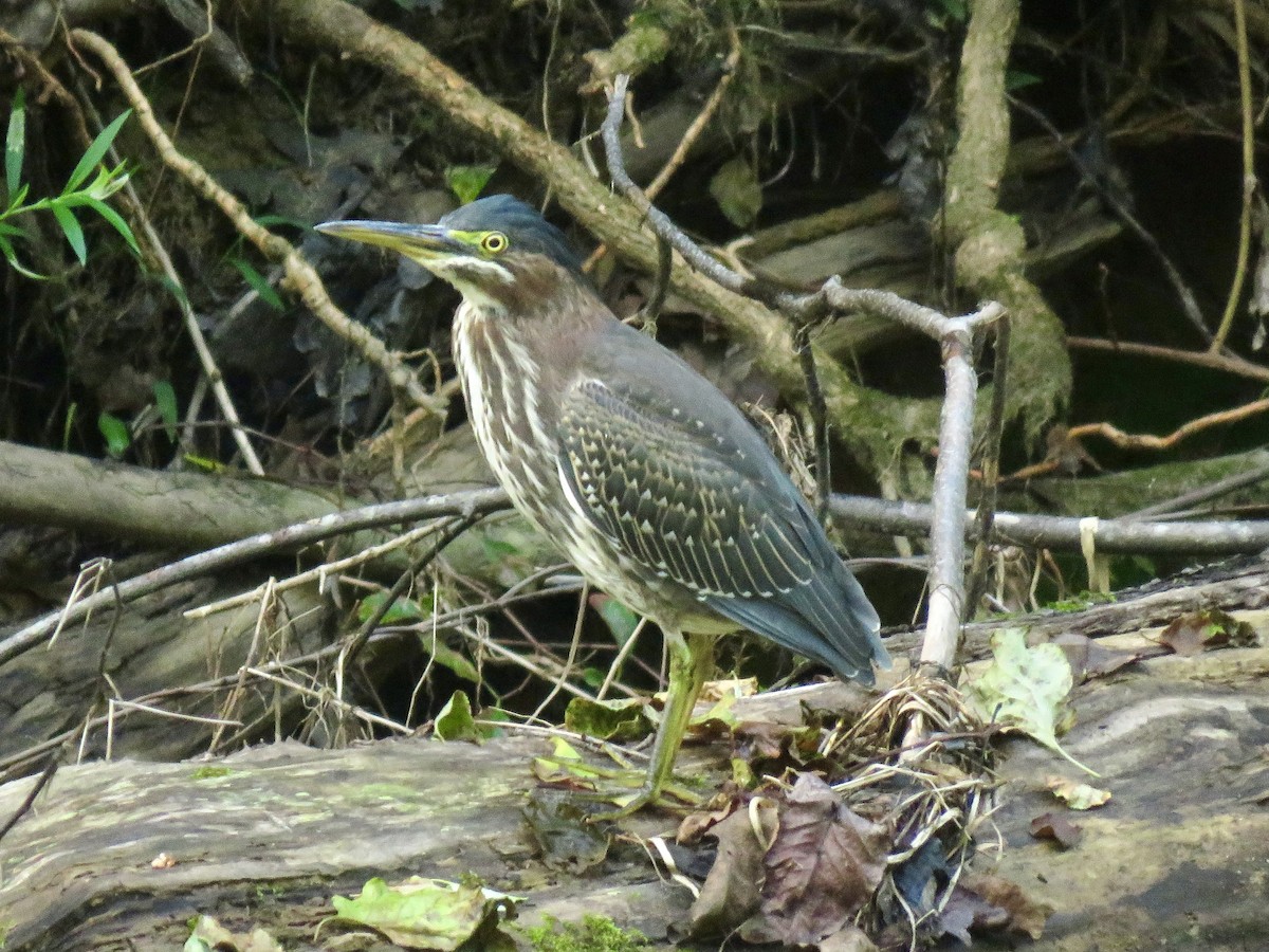 Green Heron - ML622789568