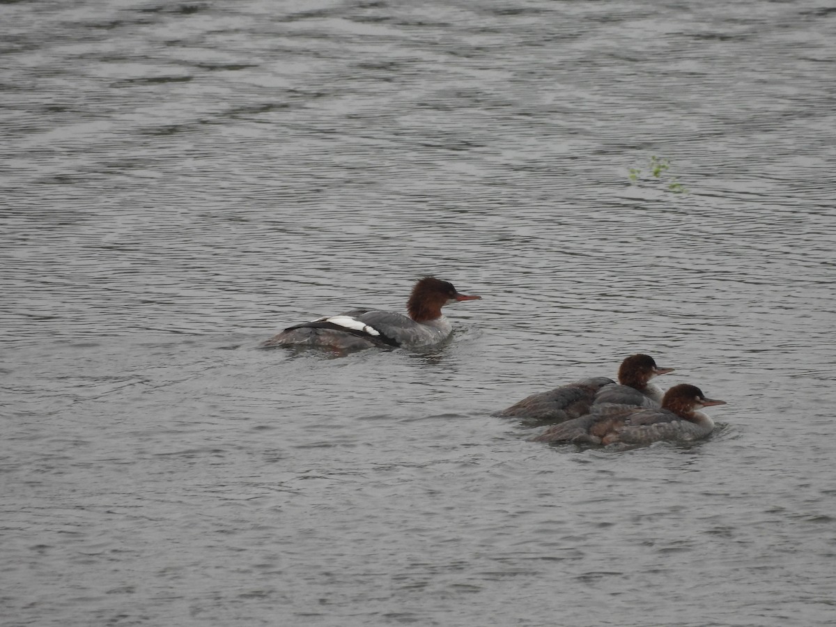 merganser sp. - ML622789583