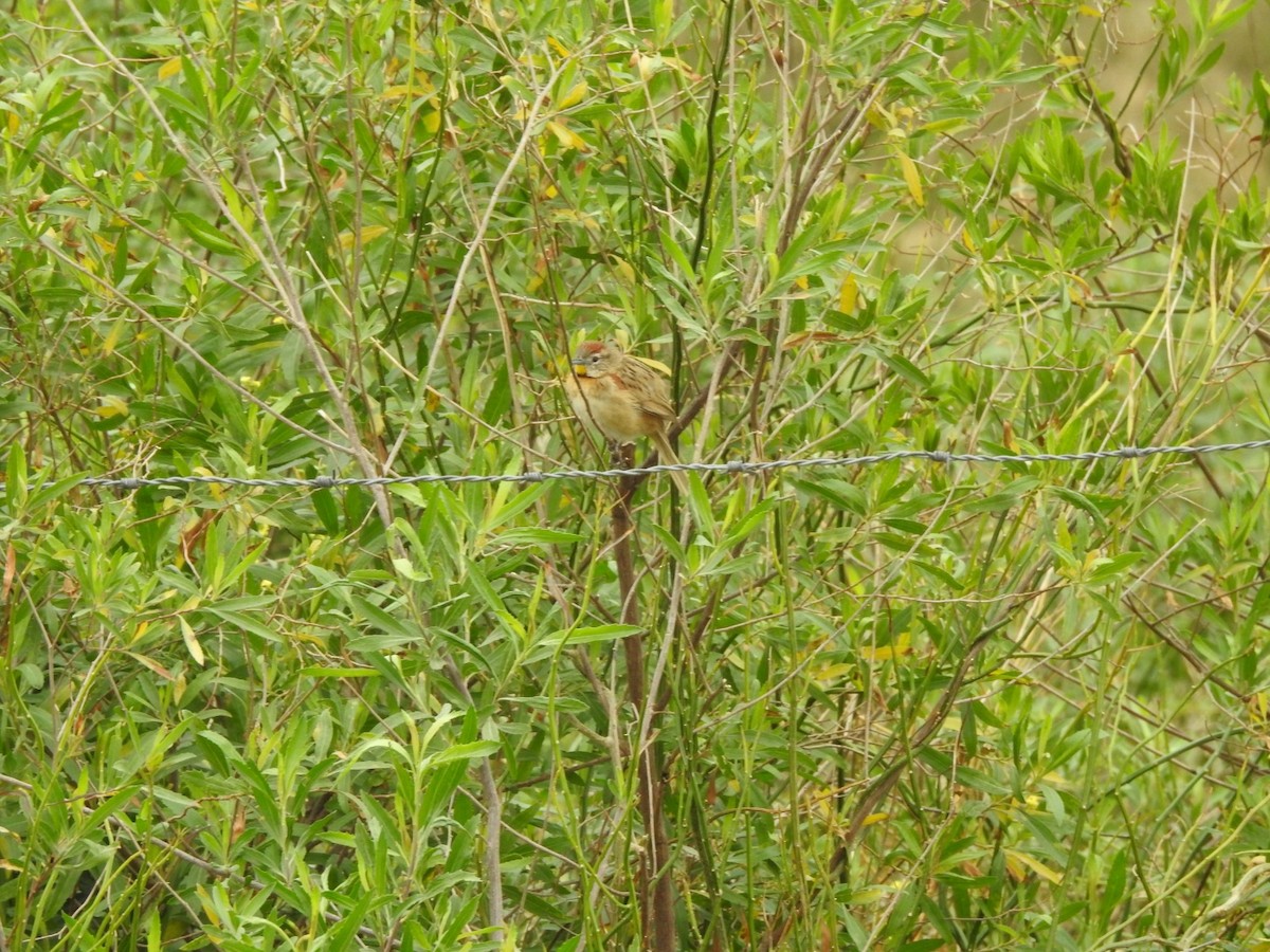 Chotoy Spinetail - Carlos Galvan