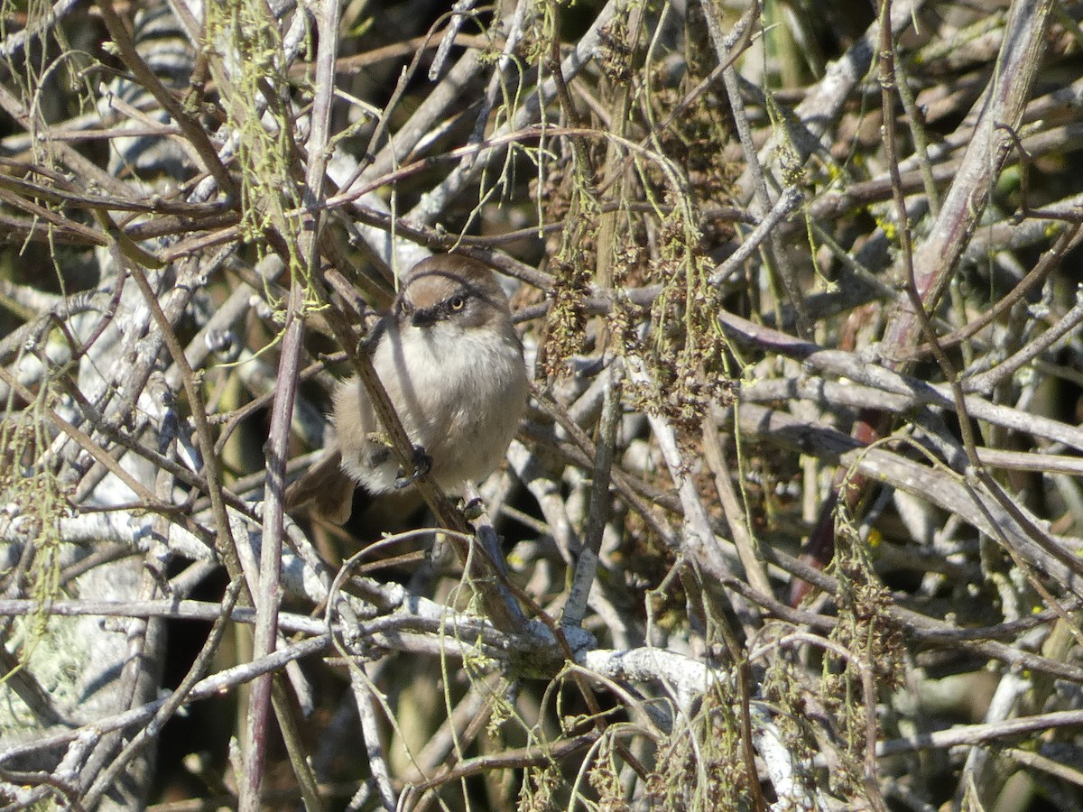 Bushtit - Al Guarente