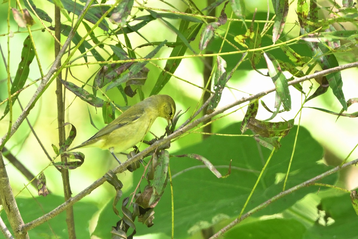 Tennessee Warbler - Vern Wilkins 🦉