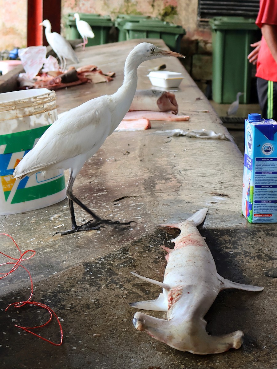 Western Cattle-Egret - ML622789626