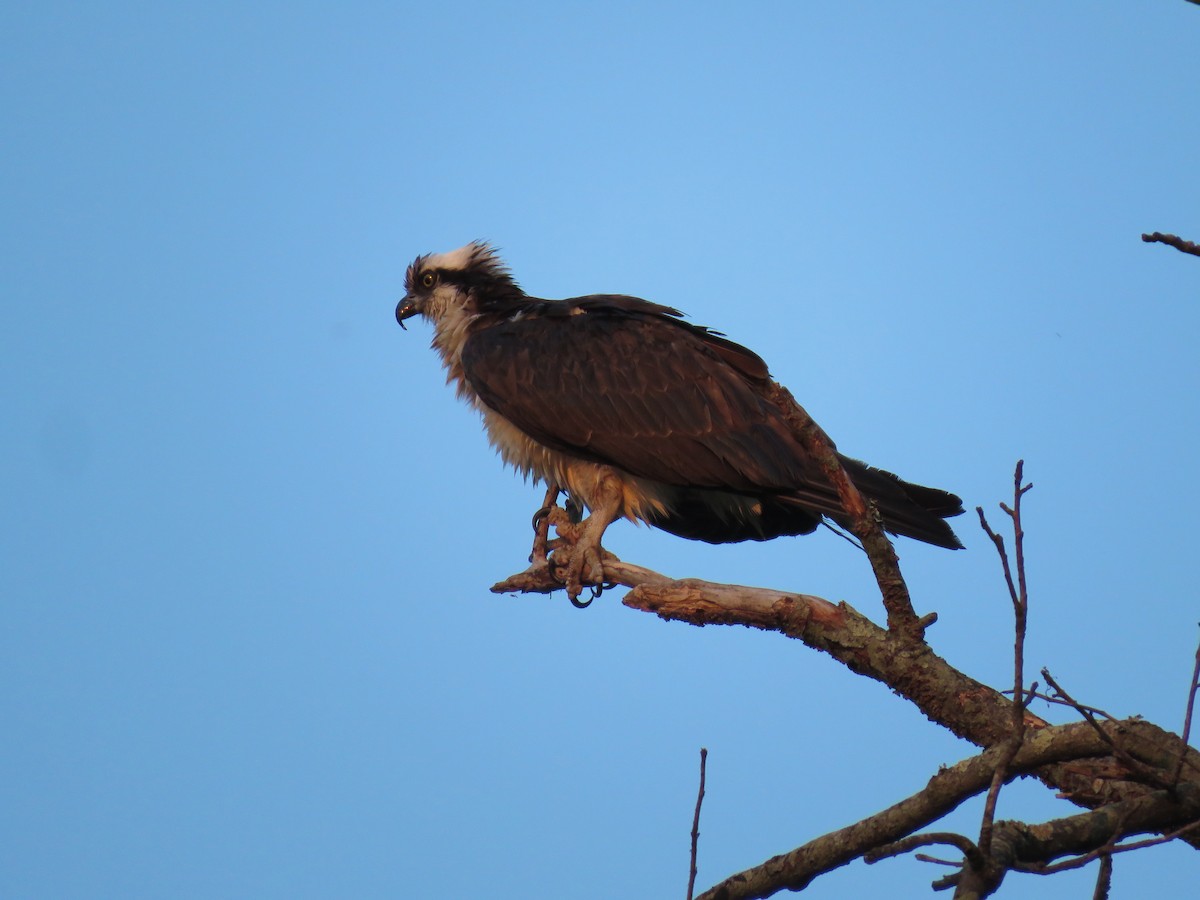 Osprey - ML622789704