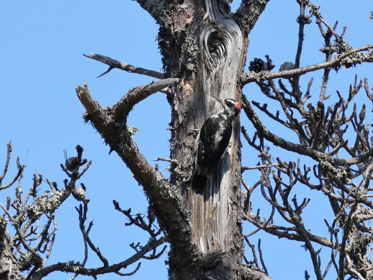 Hairy Woodpecker - Tim Bray