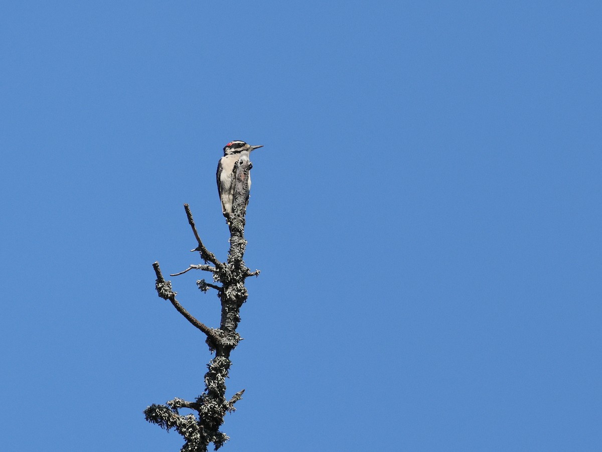 Hairy Woodpecker - ML622789715