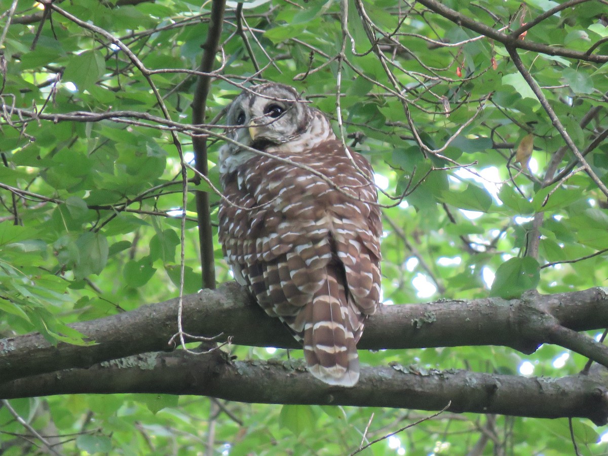 Barred Owl - ML622789718