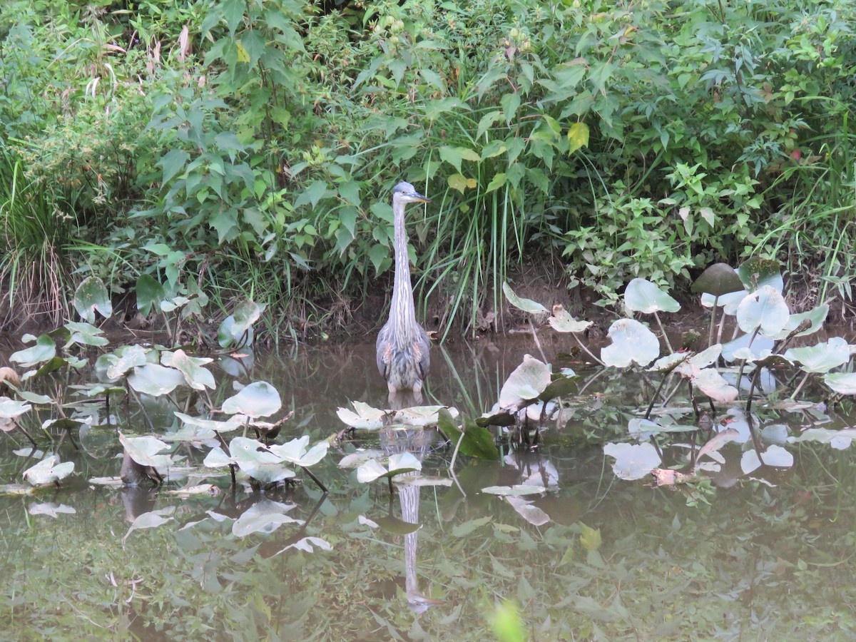 Great Blue Heron - ML622789723