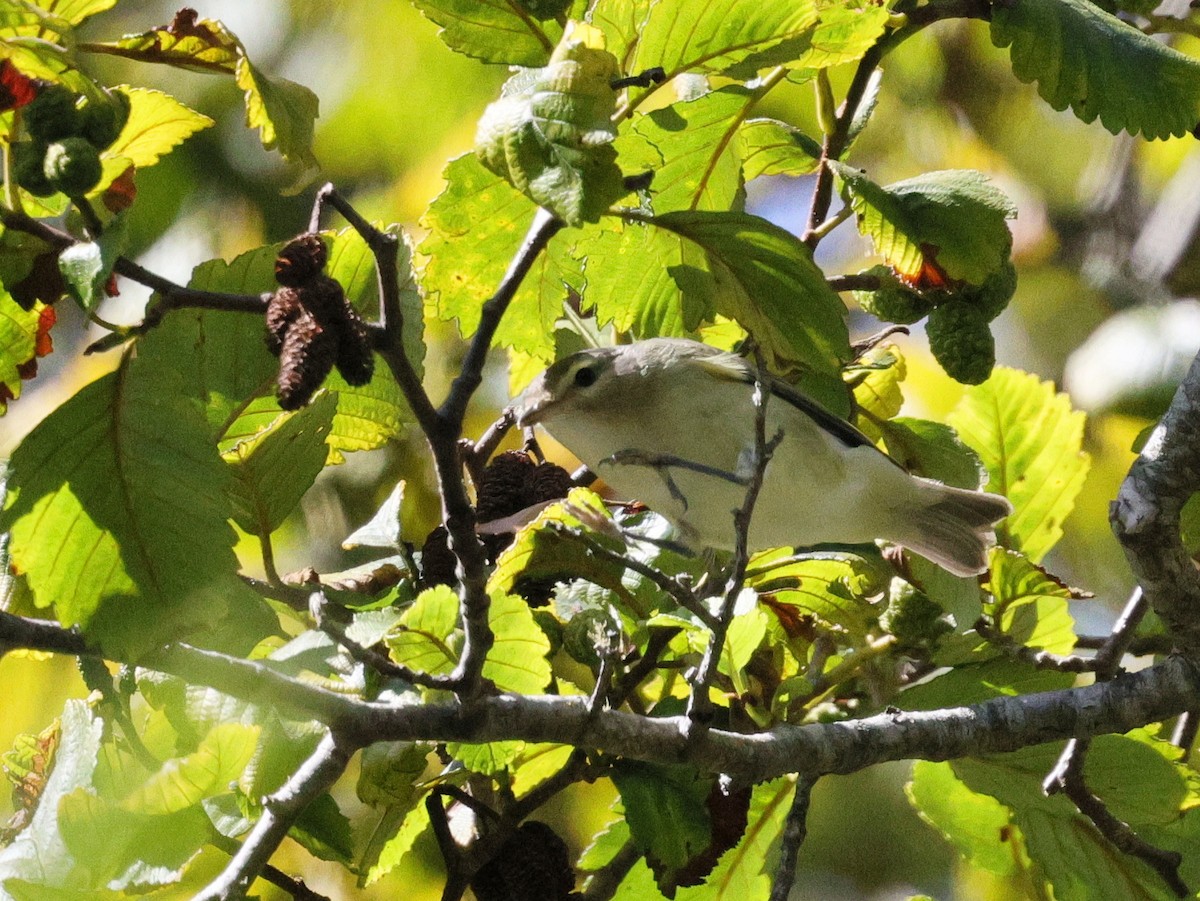 Warbling Vireo - ML622789744