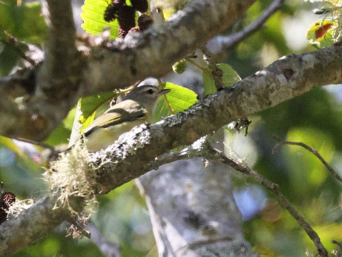 Warbling Vireo - ML622789745