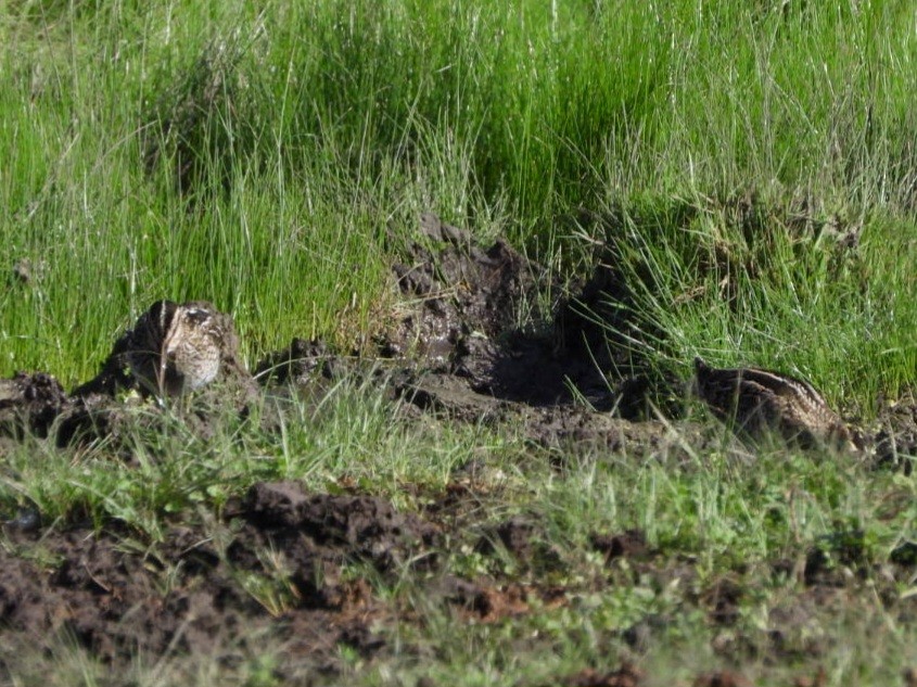 Wilson's Snipe - Cliff Dekdebrun