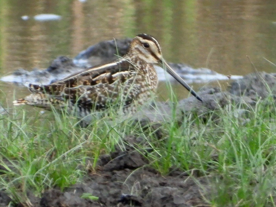 Wilson's Snipe - Cliff Dekdebrun