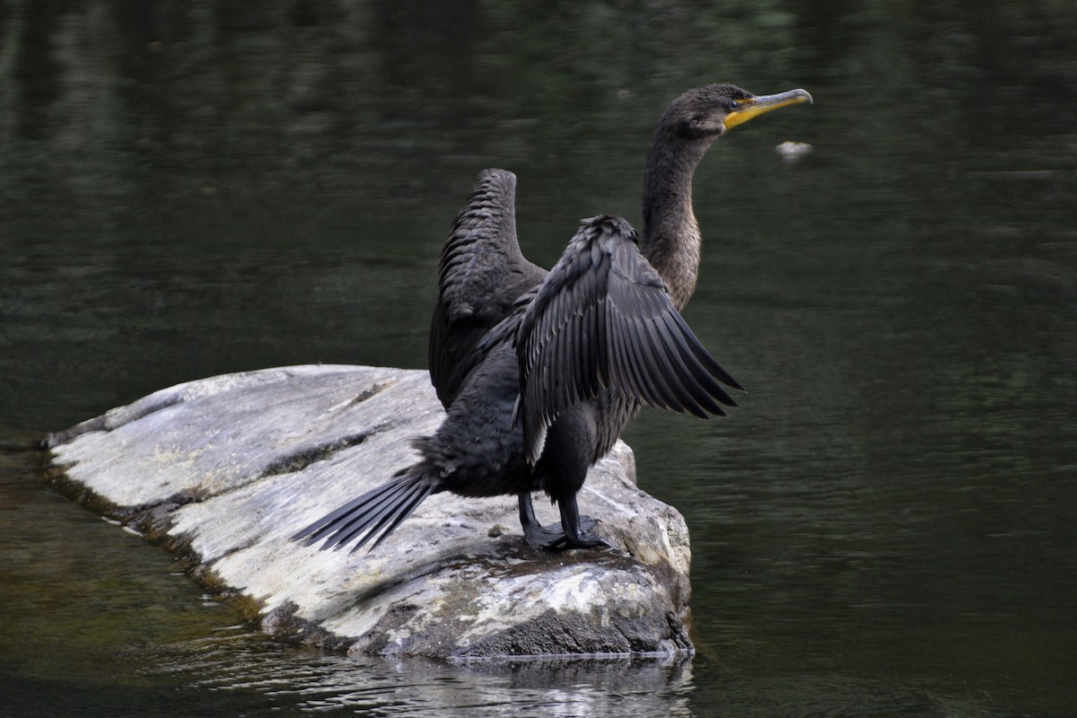 Double-crested Cormorant - ML622789760