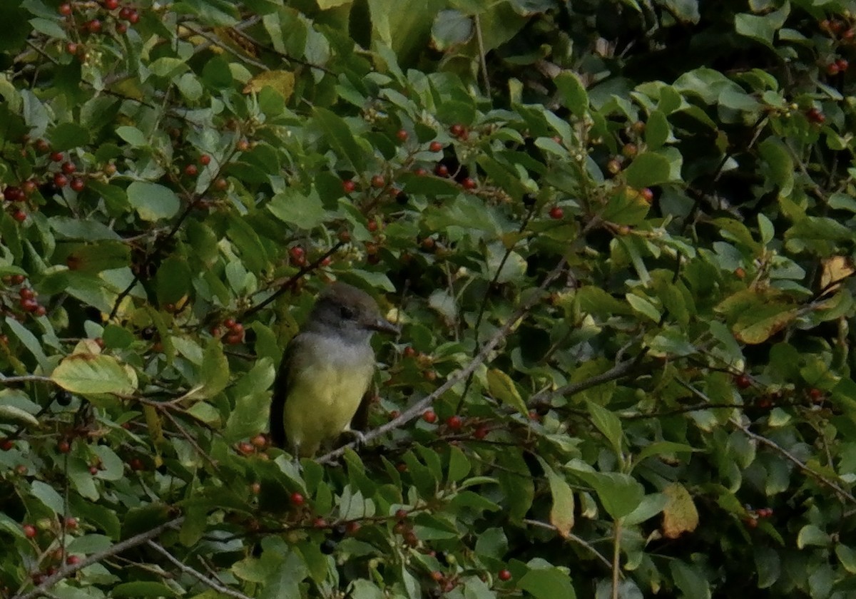 Great Crested Flycatcher - ML622789766