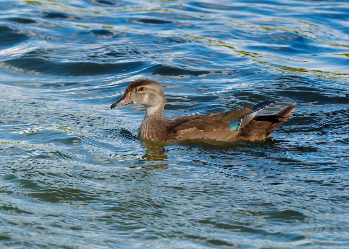 Wood Duck - Edward Jay Rehm