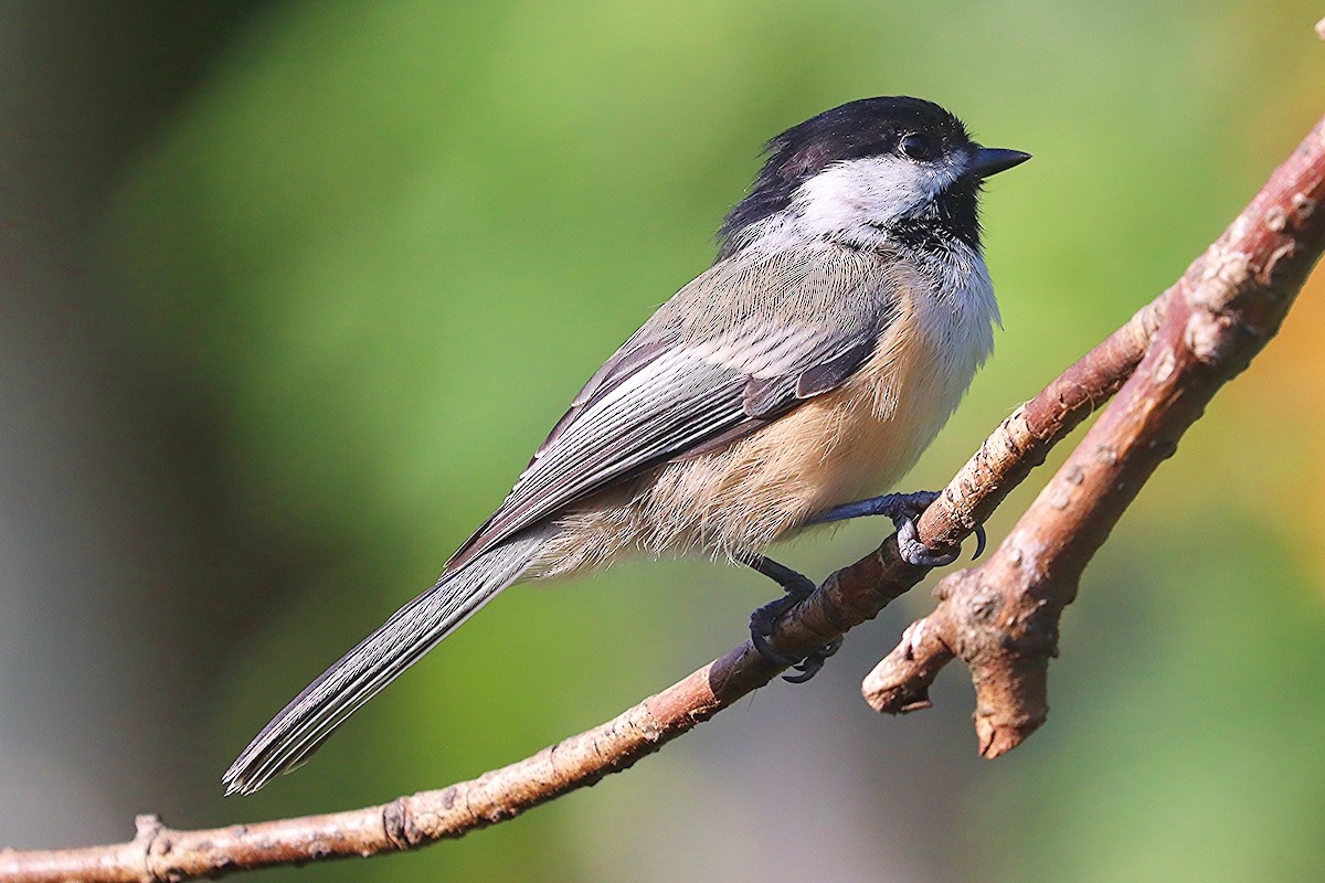 Black-capped Chickadee - Ron and Linda (Tozer) Johnston