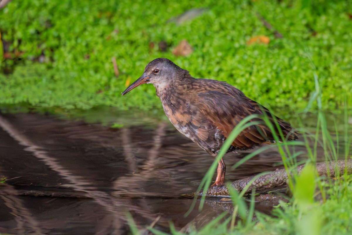 Virginia Rail - ML622789772