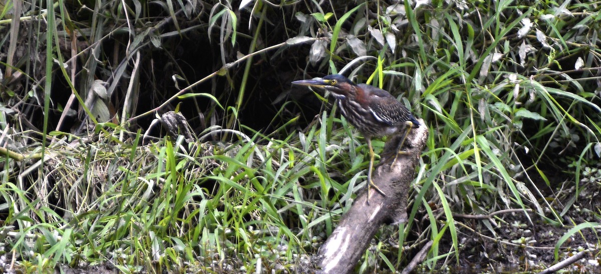 Green Heron - ML622789773