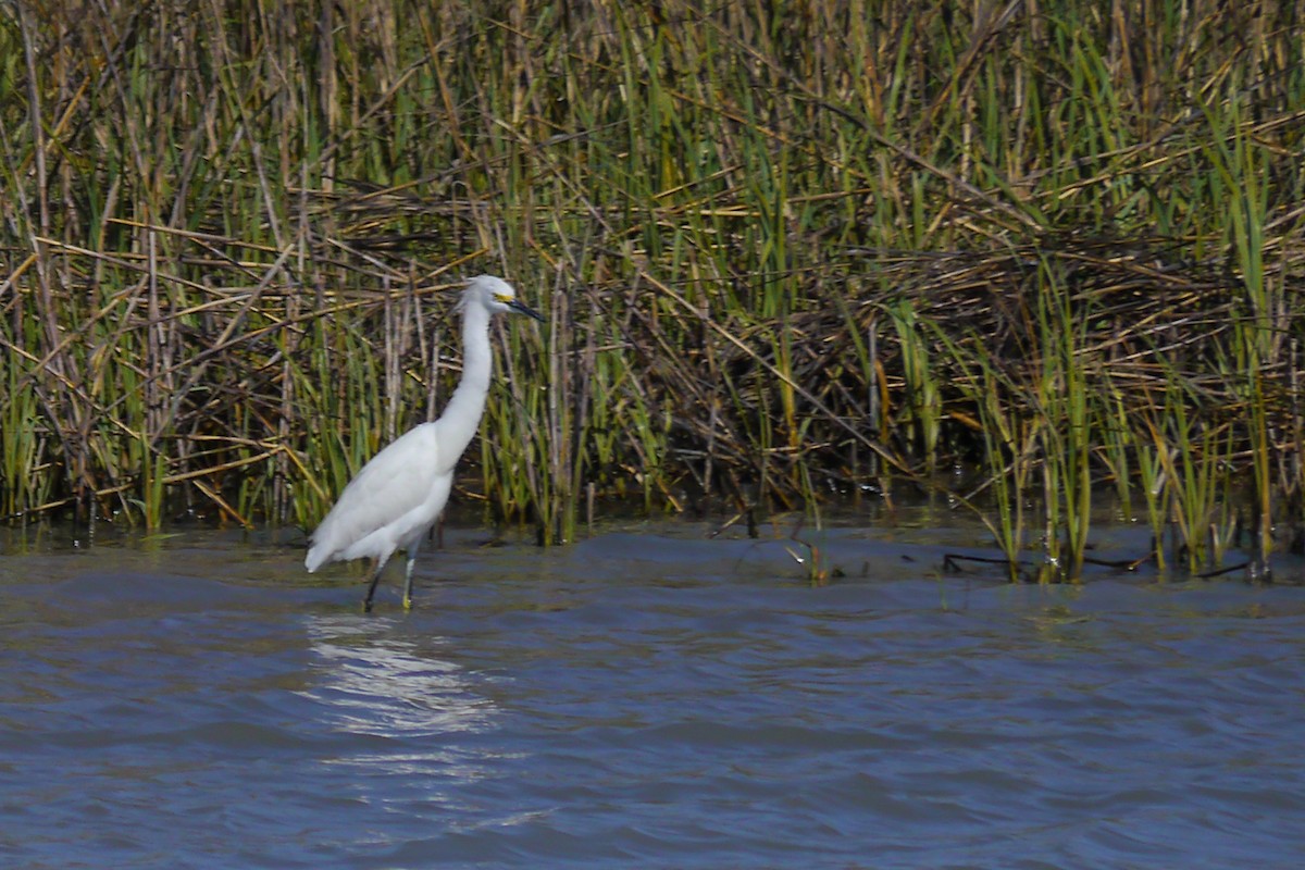 Snowy Egret - ML622789785