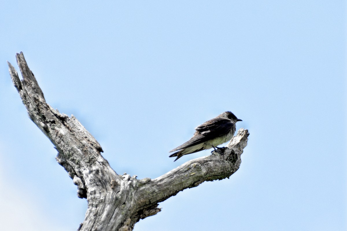 Purple Martin - ML622789787