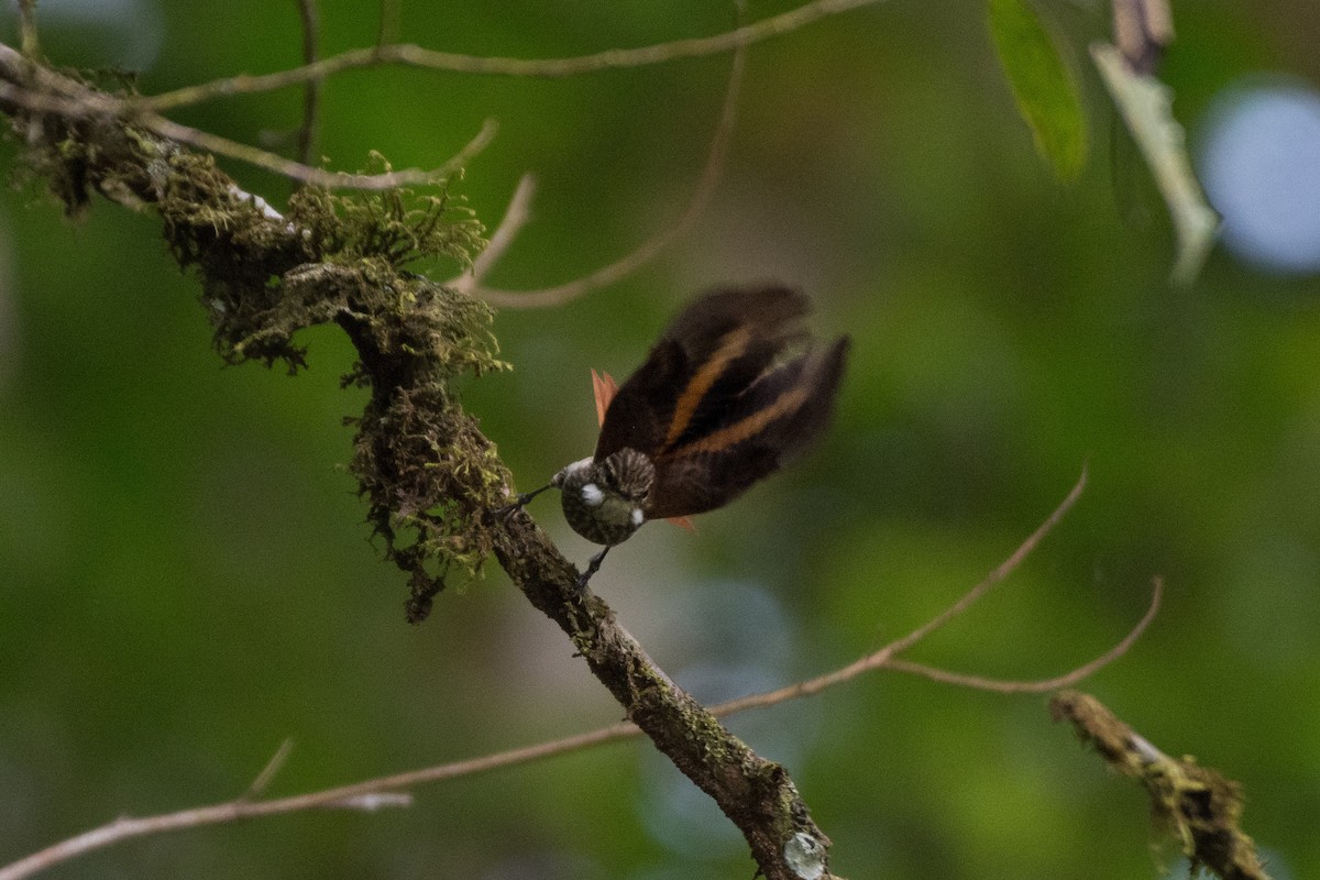 Slender-billed Xenops - ML622789791