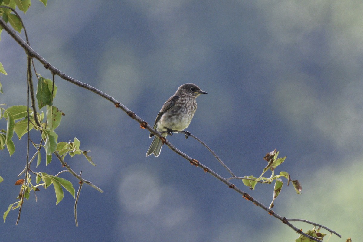 Eastern Bluebird - ML622789798