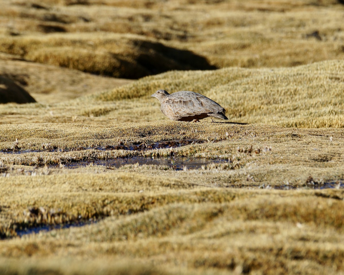 Rufous-bellied Seedsnipe - ML622789804