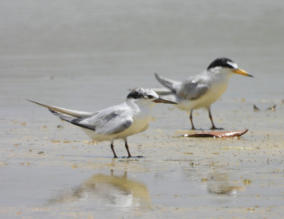 Least Tern - ML622789822