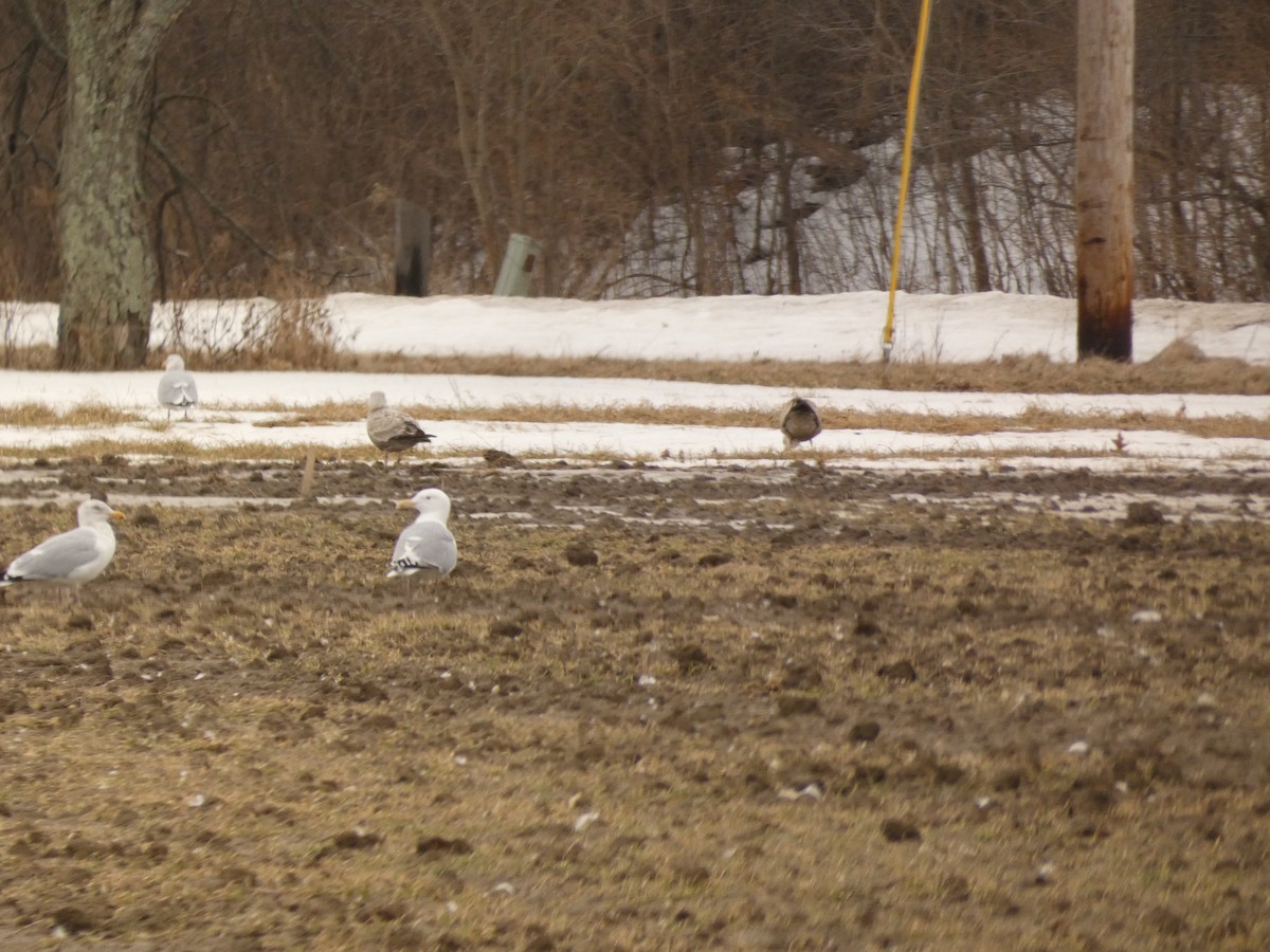 Herring Gull (American) - Nicholas Sly