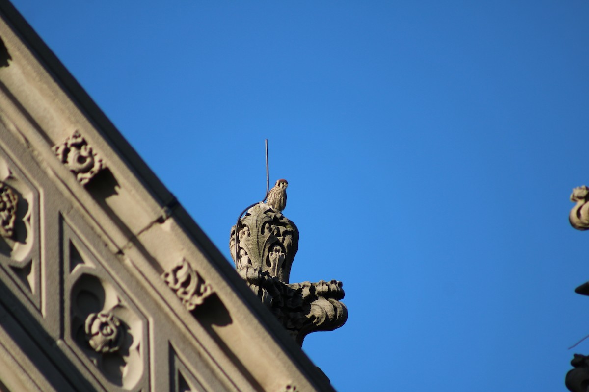 American Kestrel - Jennifer Burko