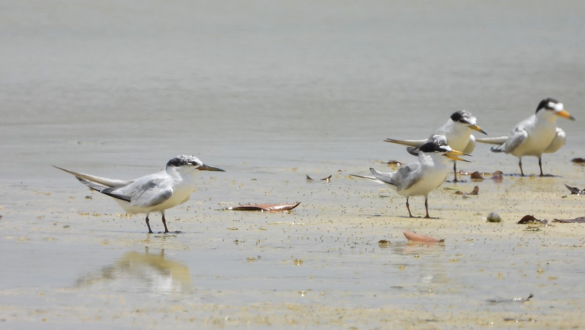 Least Tern - ML622789919