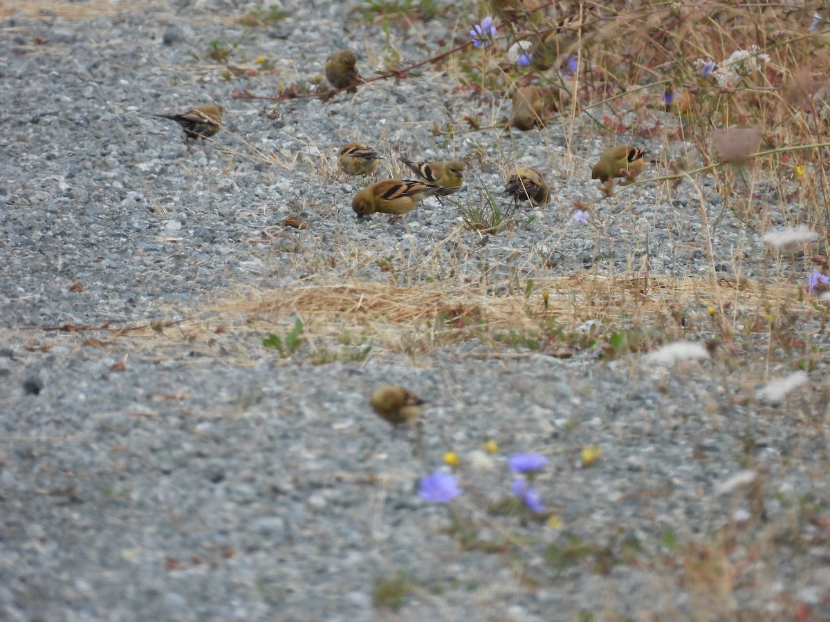 American Goldfinch - ML622789976