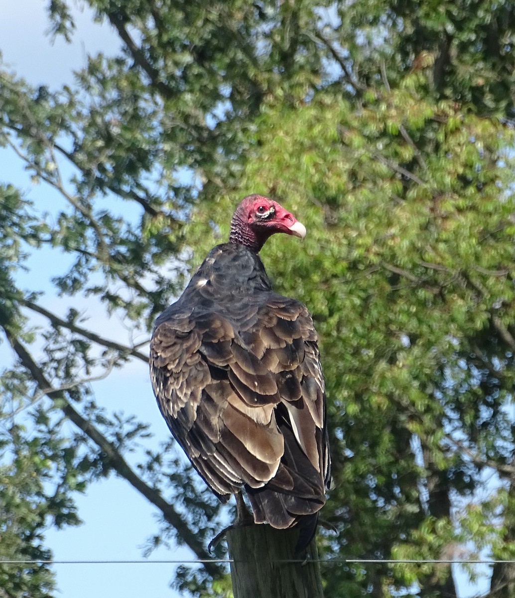 Urubu à tête rouge - ML622789982