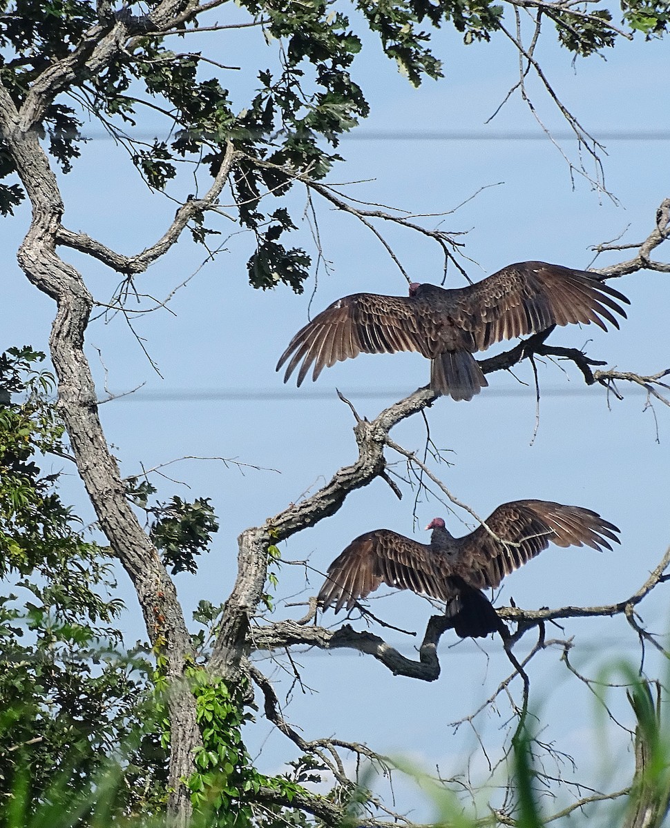 Turkey Vulture - Su Snyder