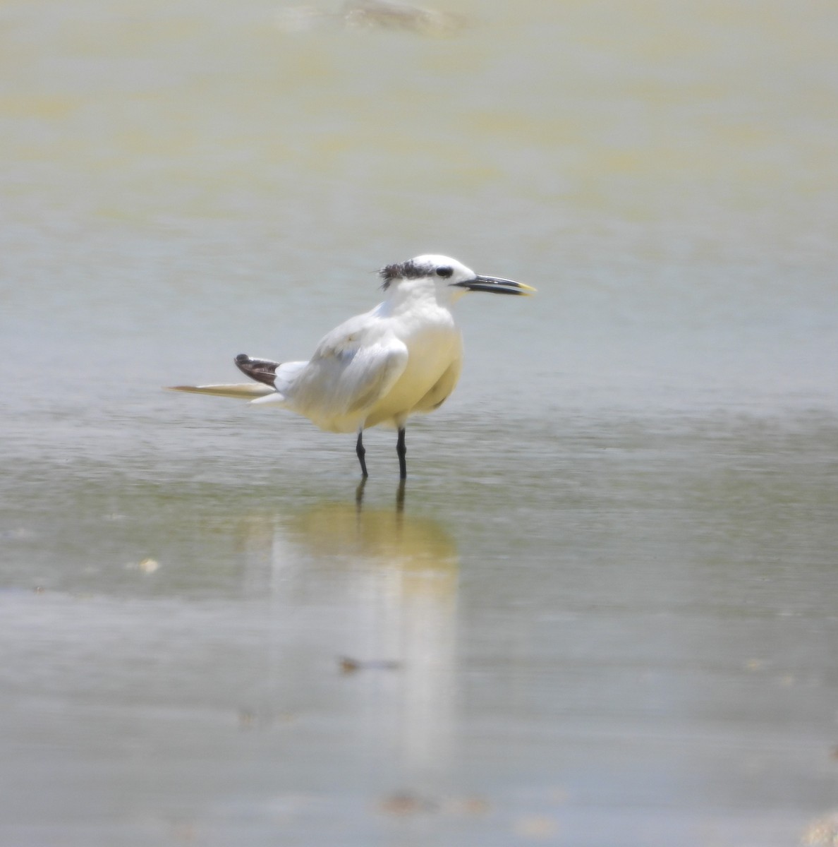 Sandwich Tern - ML622789987