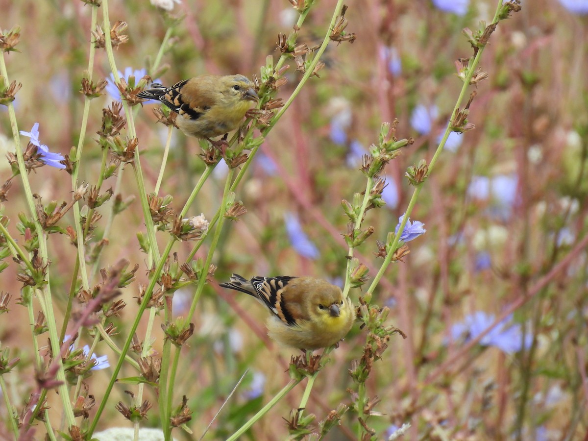 American Goldfinch - ML622790017