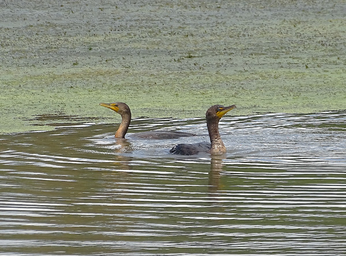 Double-crested Cormorant - ML622790056