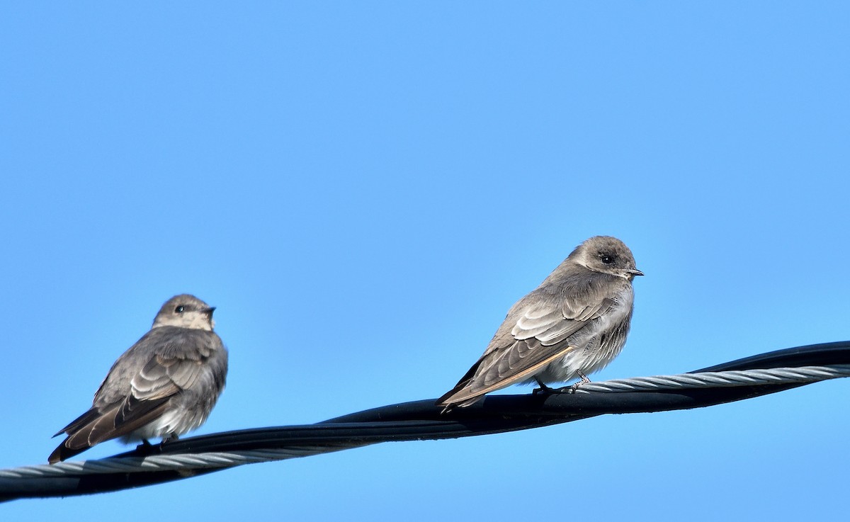 Northern Rough-winged Swallow - Jaime Thomas