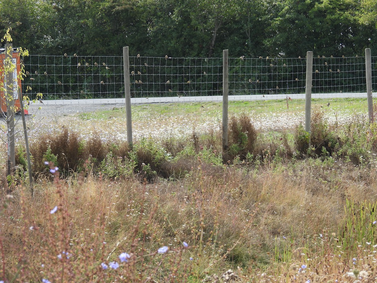 American Goldfinch - ML622790061