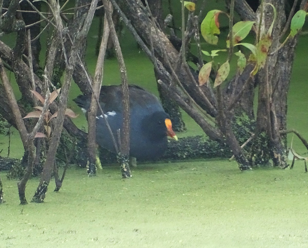 Common Gallinule - ML622790066