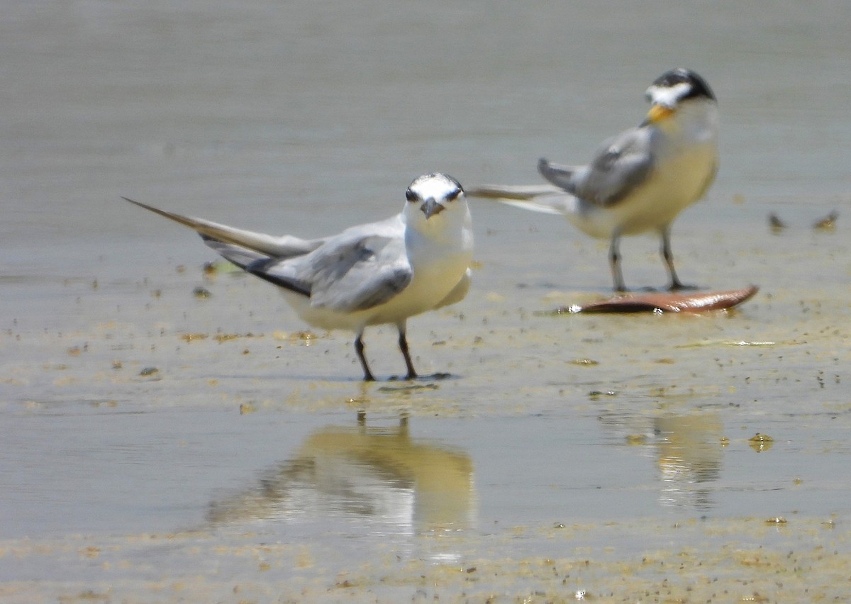 Least Tern - ML622790099