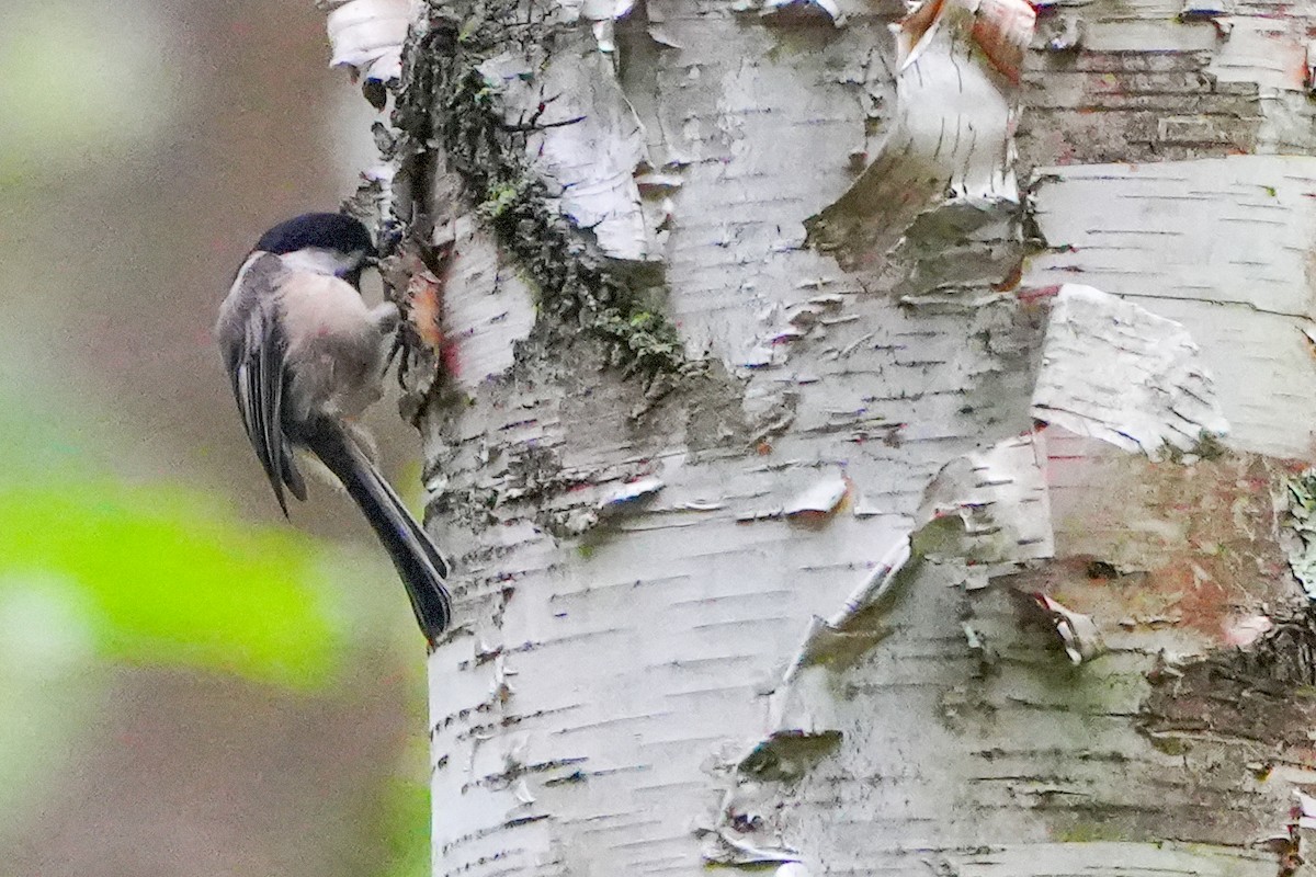 Black-capped Chickadee - ML622790178