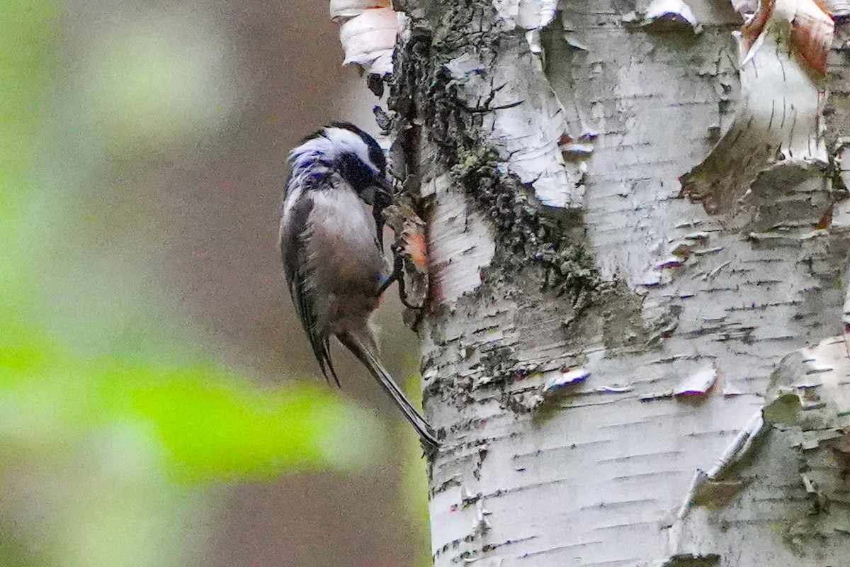 Black-capped Chickadee - ML622790185