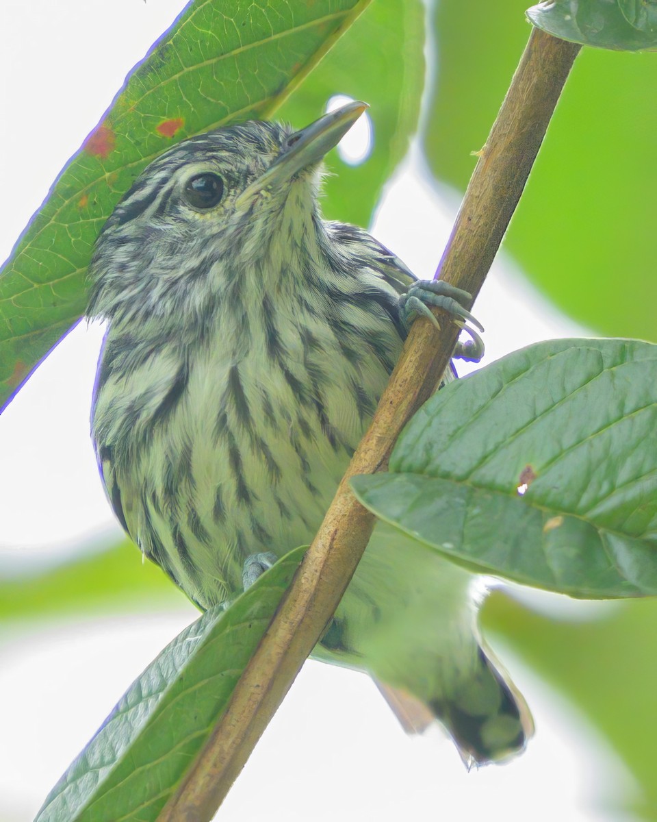 Pacific Antwren - ML622790191