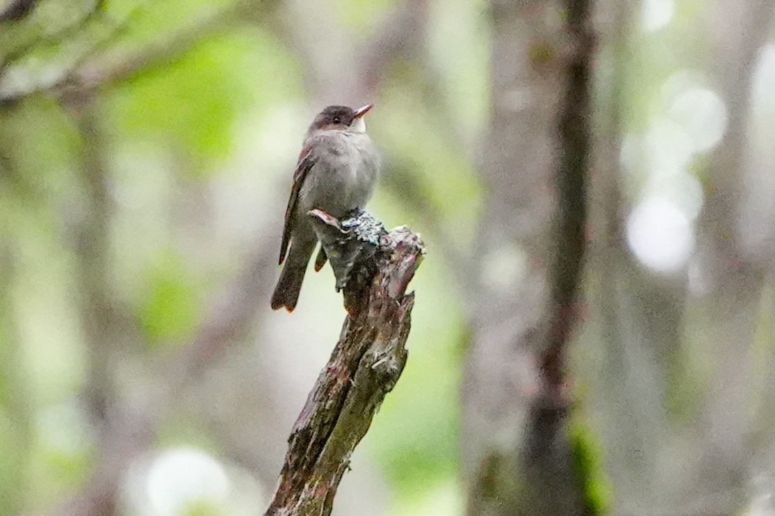 Eastern Wood-Pewee - ML622790222