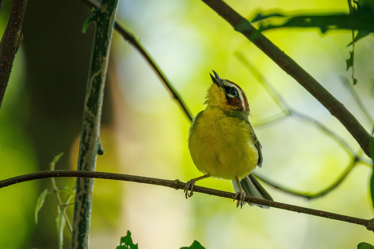 Chestnut-capped Warbler - ML622790223