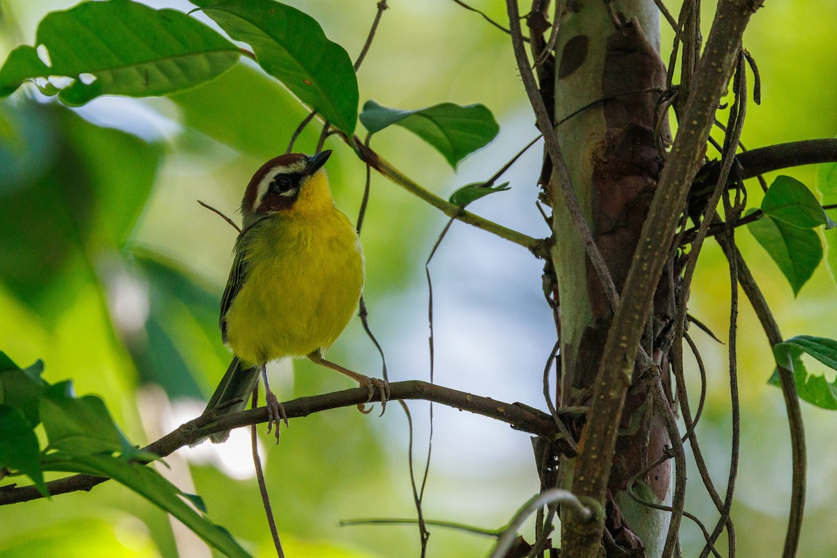 Chestnut-capped Warbler - Patty and Pedro Gómez