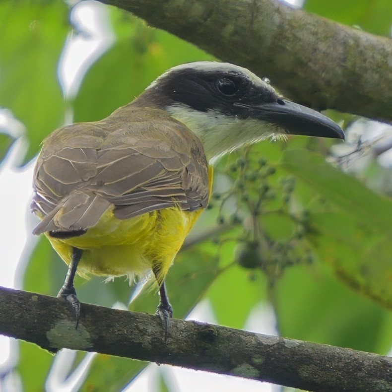 Boat-billed Flycatcher - ML622790260