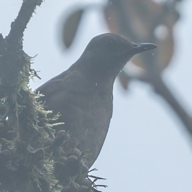 Plumbeous Pigeon - ML622790308