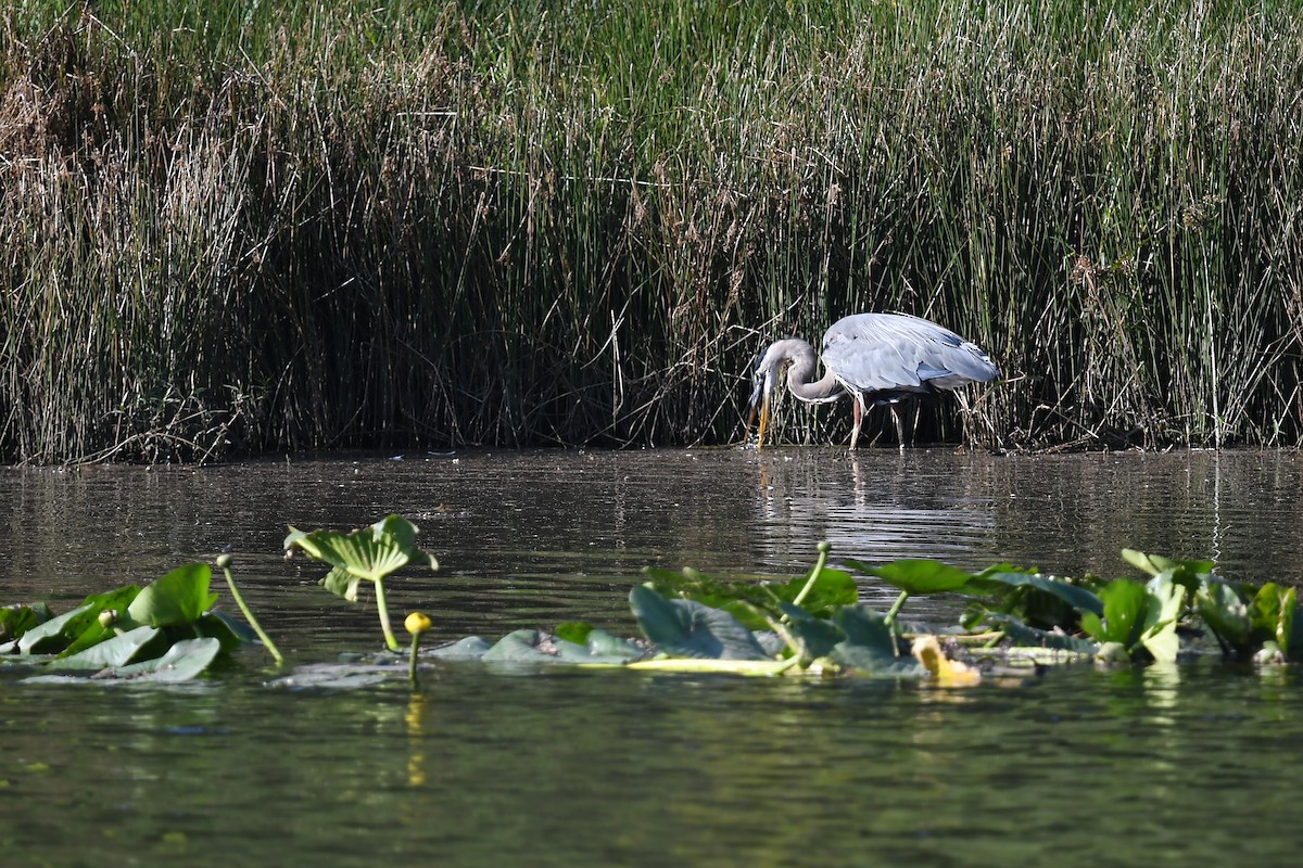 Great Blue Heron (Great Blue) - ML622790368