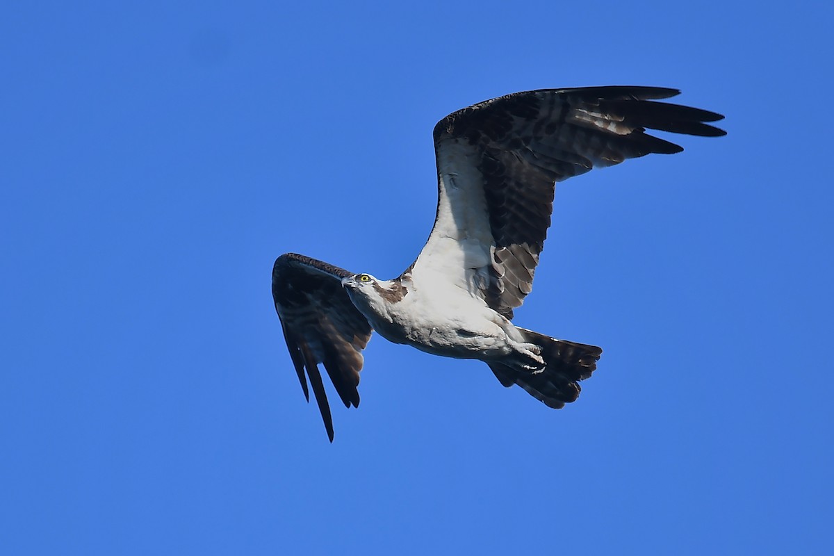 Osprey - ML622790373